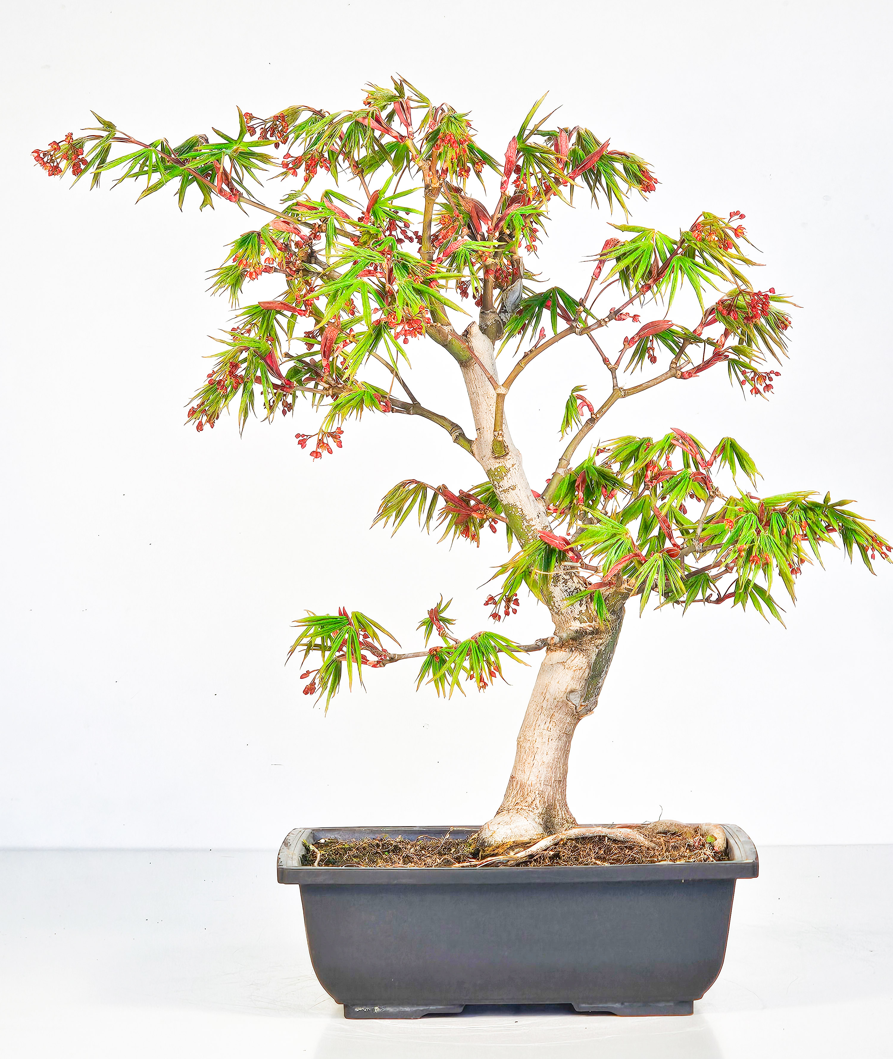 Bonsai F cherahorn Acer Palmatum Osakazuki 38cm SW12421 bonsai-f-cherahorn-acer-palmatum-osakazuki-38cm-sw12421